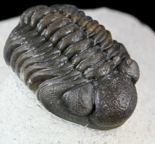 Phacops Araw Trilobite - Excellent Specimen #54398